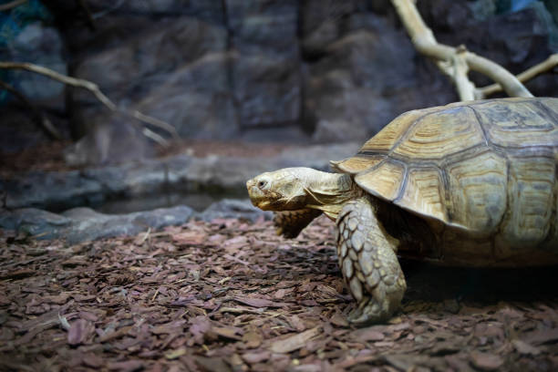 istock A large African spurred tortoise is walking on the ground. 1370332202