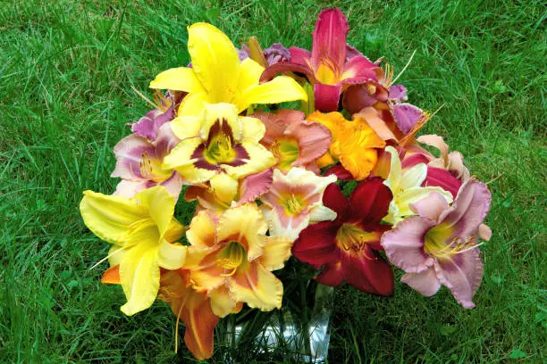 Glass vase filled with colorful floral arrangement of summer blooming daylily blossoms in a variety of colors, patterns, and sizes. Flowers fresh-cut from perennial garden.