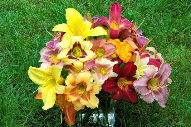 kompozycja kwiatowa kolorowych kwiatów liliowca - daylily zdjęcia i obrazy z banku zdjęć