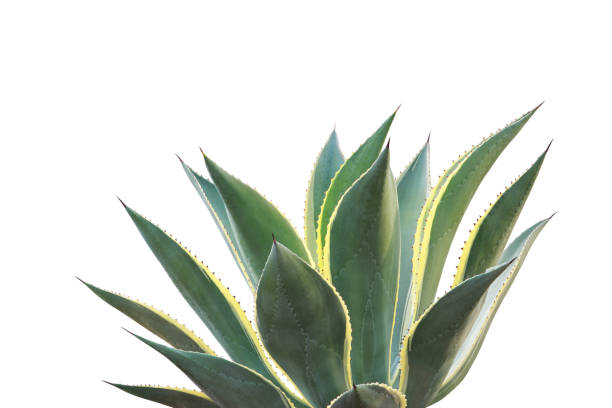 istock Agave celsii 'Multicolor' Plant Isolated on White Background with Clipping Path 1370332391