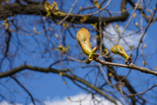 young leaves of Aesculus hippocastanum