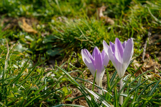 istock Bright purple crocus blossoms in the spring 1370333737
