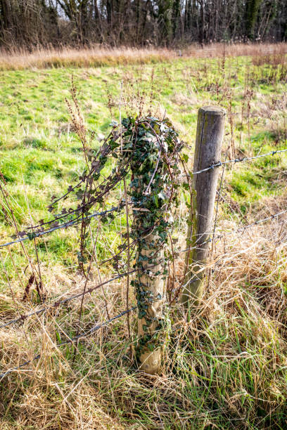 A wooden fence post, covered in ivy (hedera), of a barbed wire fence in the Norfolk countryside