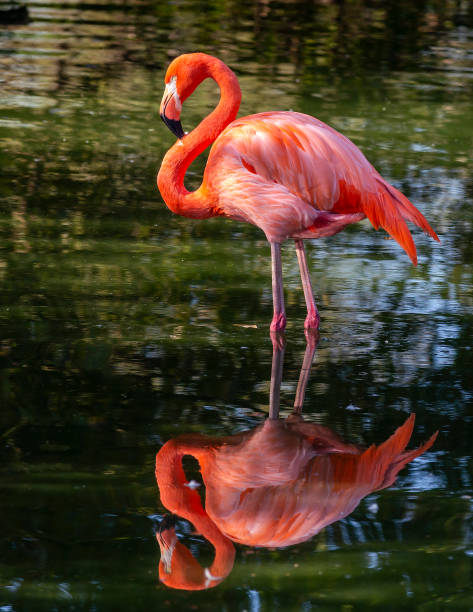 Flamingo standing in shallow water