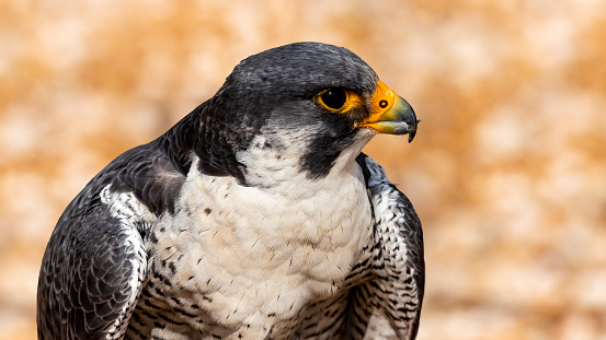 Close up portrait of a peregrine falcon