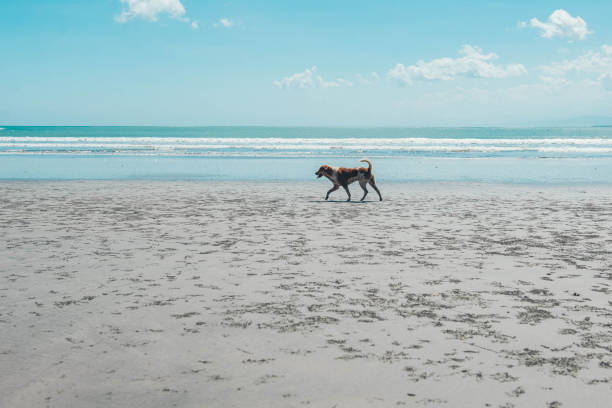 Dog walking on the beach. stock photo
