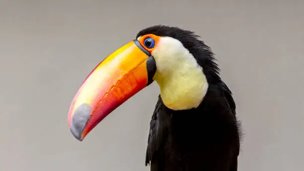 Colorful portrait of a toucan isolated on a neutral grey background