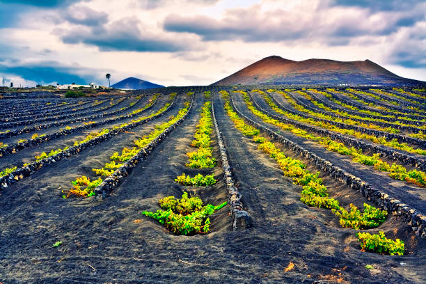 istock La Geria in Lanzarote. 1370334862