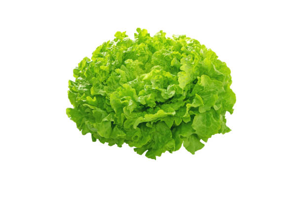 istock Batavia green lettuce salad head 1370335196