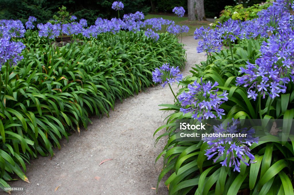 Lily of the Nile or African lily or Agapanthus blue flowers in the garden Path in the garden with agapanthus blue flowers. Lily of the Nile or African lily flowering plant. African Lily Stock Photo