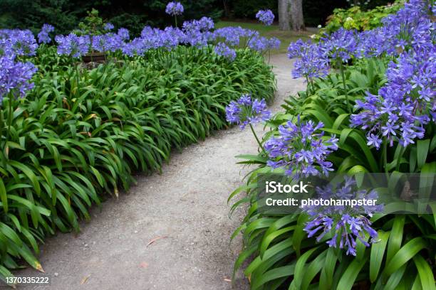 Lily Of The Nile Or African Lily Or Agapanthus Blue Flowers In The Garden Stock Photo - Download Image Now