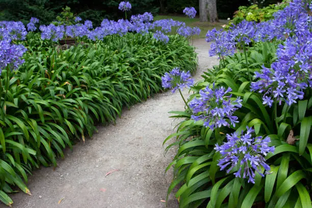 Path in the garden with agapanthus blue flowers. Lily of the Nile or African lily flowering plant.