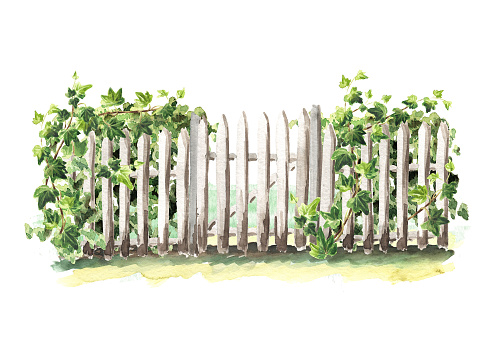 istock Fence with gate and climbing Ivy plant, Hand drawn watercolor illustration isolated on white background 1370335921
