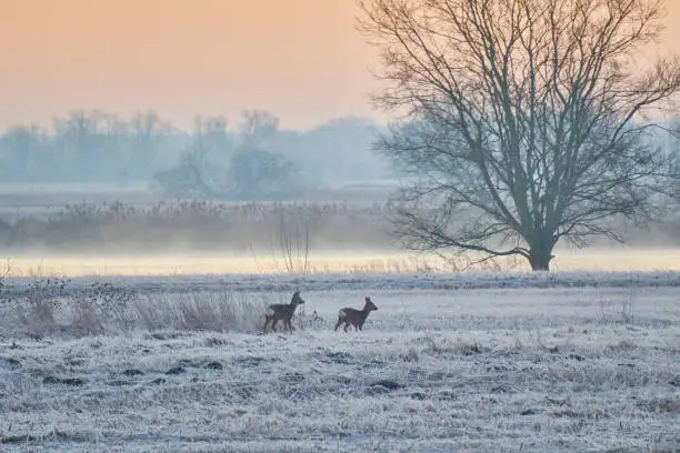 Roe deer in the early morning before sunrise near the river Elbe on a frosty winter morning.