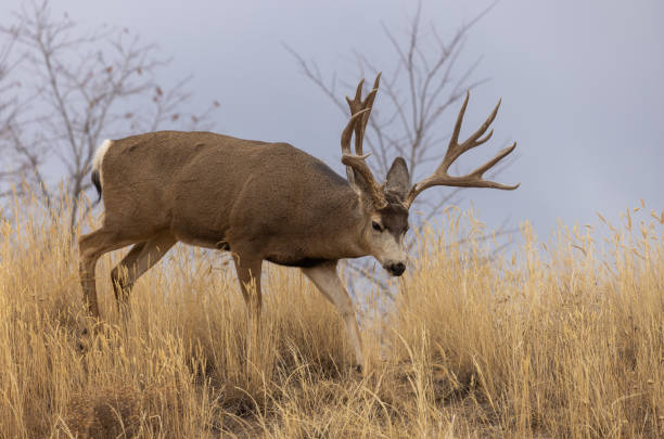 istock Buck Mule Deer in Autumn in Colorado 1370336616
