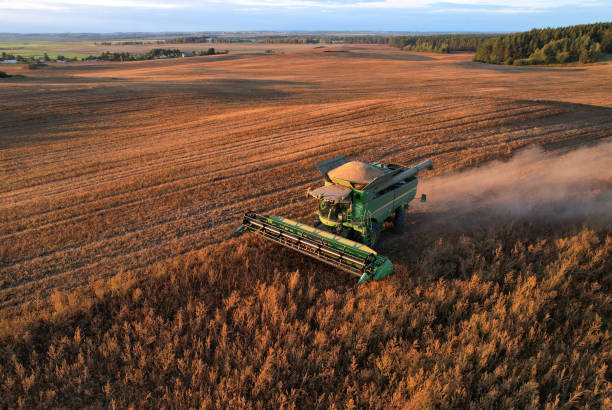 cosechadora john deere cosechando colza en campo. - john deer fotografías e imágenes de stock