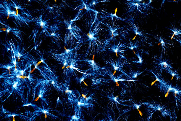 istock Hairy plant seeds on black background 1370339284