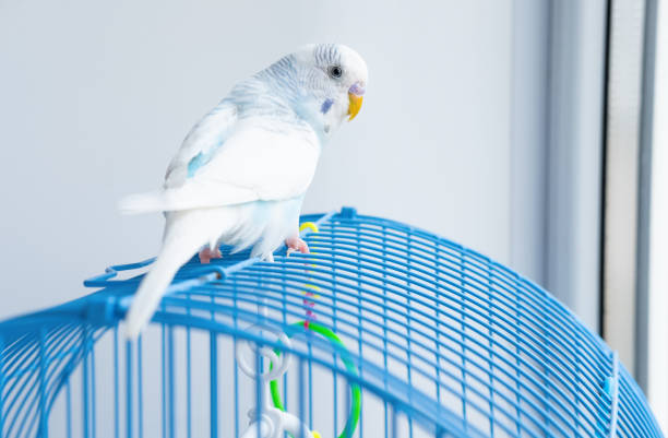 istock a wavy blue parrot sits on a cage 1370339335