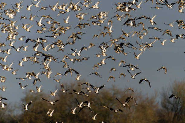 istock Golden plover, Pluvialis apricaria 1370341958