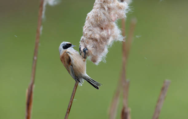 istock Penduline tit, Remiz pendulinus, 1370342020