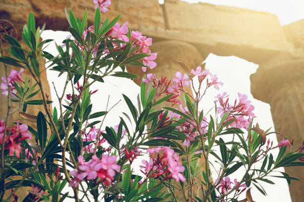 istock Flowers on ancient ruins background. Agrigento. Sicily. 1370343153