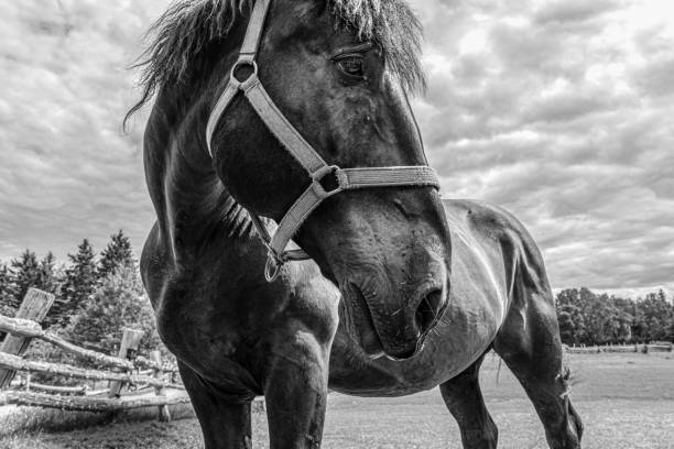 gros plan en noir et blanc d’un cheval avec un ciel nuageux - horse animal head animal sky photos et images de collection