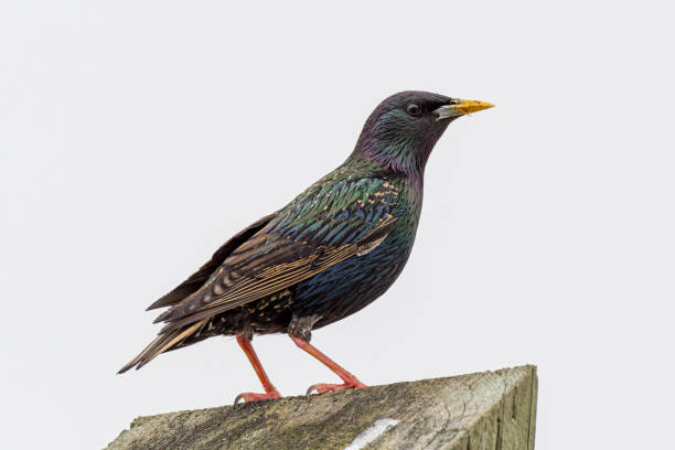 istock Starling Bird with against Blurred Gray Background 1370346637