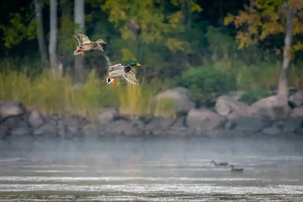 Photo of Two Ducks Flying into Lake in Early Morning