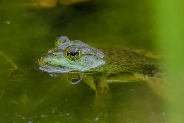 Photo of Green Frog with Reflection Sitting Still in Calm Water