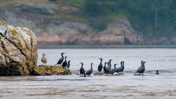 aves marinas encaramadas en una cornisa rocosa en el agua - cormorán moñudo fotografías e imágenes de stock