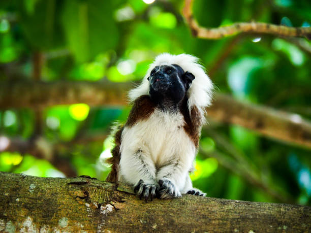 Mantled guereza and its baby