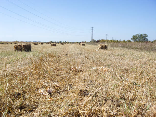 istock Agricultural field with straw bales after harvest. 1370348066