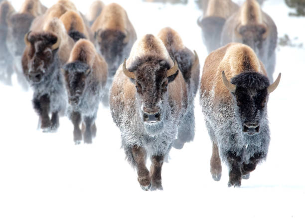 frosty bison running a yellowstone - white bison foto e immagini stock