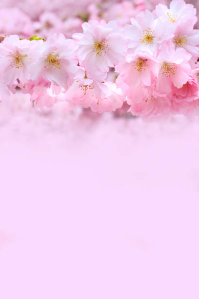 istock pink cherry blossom branch, sakura flowers 1370350615