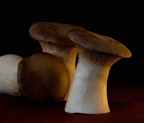 istock eringi mushrooms grow on a black background 1370352556