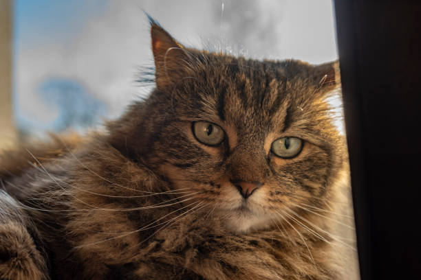 istock Tabby small cat near window in sunny morning 1370352642
