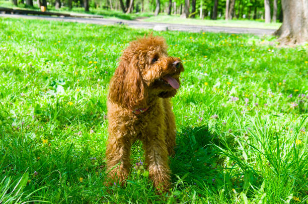 Miniature red poodle on the green lawn . Home pet.