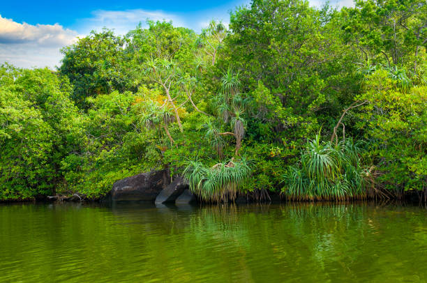 istock Tropical mangroves, lake and blue sky. 1370352738