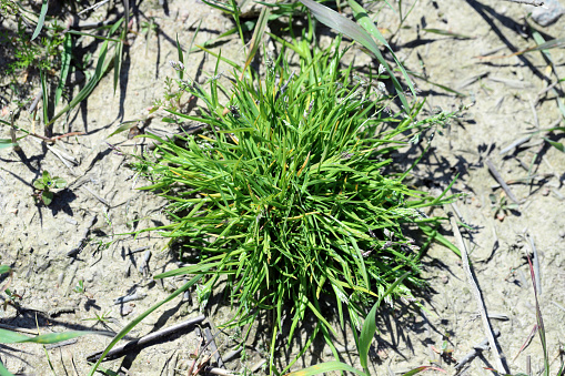 Stock photo showing muddy lawn rejuvenation after being sown with grass seed as part of Summer lawn maintenance.