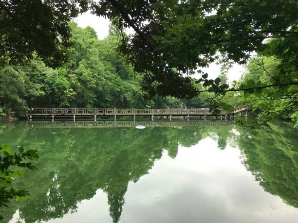 green forest e il riflesso al parco inokashira di kichijoji , tokyo - spring forest scenics reflection foto e immagini stock