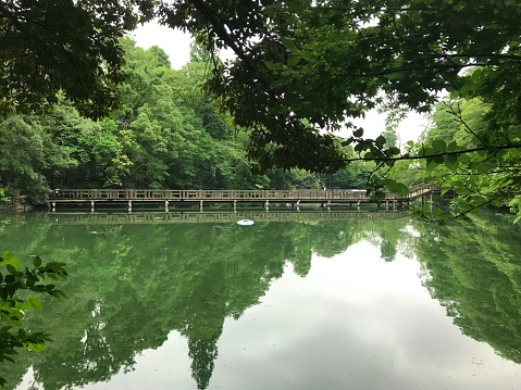 green forest and the reflection at inokashira park in kichijoji , tokyo