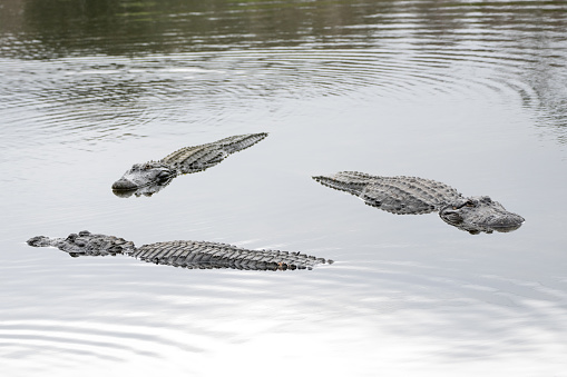 Alligator in Water at Myakka River State Park in Florida