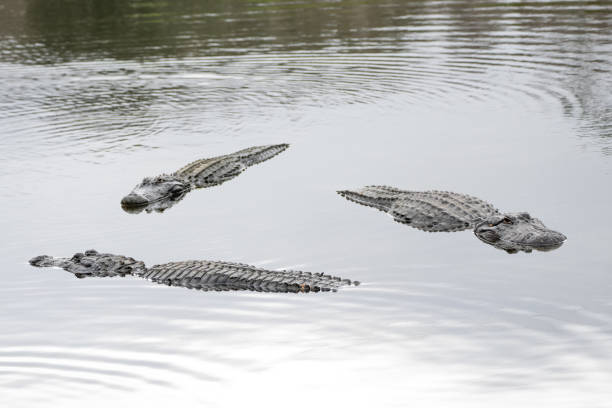 Triangle of Alligators in Lake stock photo