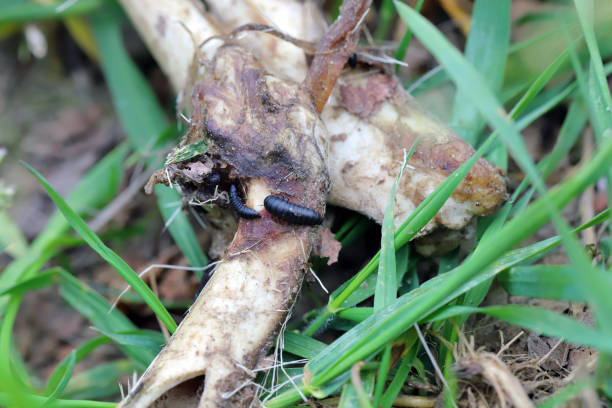 Silphidae beetle larvae on the bones of a dead deer in a crop field. Silphidae beetle larvae on the bones of a dead deer in a crop field. beetle silphidae stock pictures, royalty-free photos & images