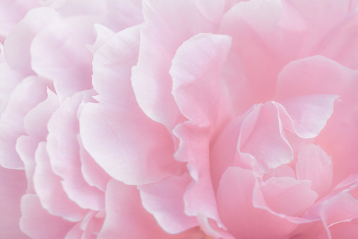Pink peony macro. Gentle abstract floral pastel background. Fragment of a peony flower with a selective focus