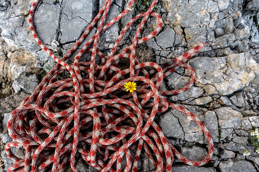 A climbing rope and a small flower, Ramsau, Bavaria, Germany.