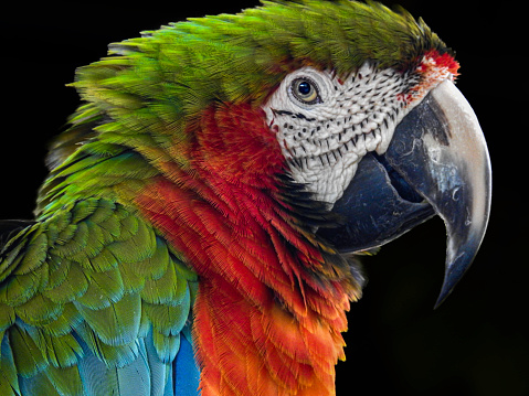 Harlequin Macaw (Hybrid Ara chloropterus x Ara ararauna) at Gatorland, Florida