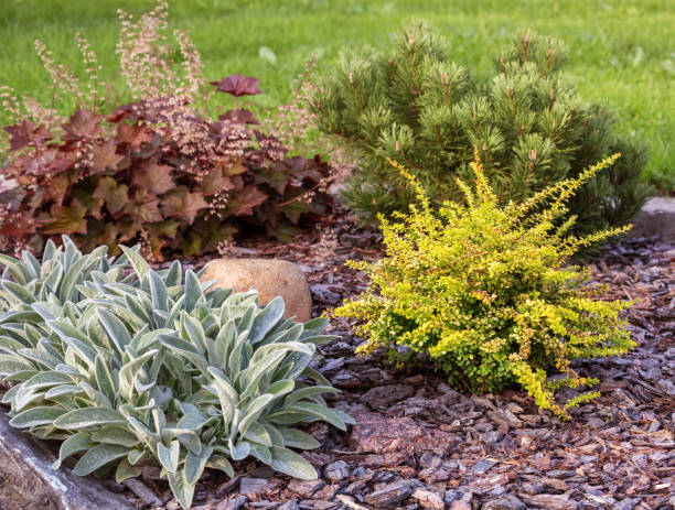 Mixborder with different plants Combination of different plants in landscaping. Coniferous and deciduous shrubs next to perennial ornamental plants in a mixborder are mulched with pine bark big ears stock pictures, royalty-free photos & images