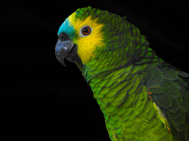 istock Close-up of Turquoise-fronted Amazon 1370354982