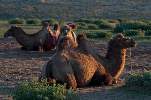 Small group of camelus ferus lying on a green meadow in central Mongolia. Beautiful light at sunset. Travel destination.